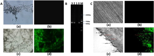 Figure 2. Colonisation of T. asperellum within the roots of maize seedlings. (A) The fluorescence observation of GFP-labeled T. asperellum. (a) Non-transformed T. asperellum under bright field, (b) non-transformed T. asperellum under fluorescence field, (c) transformed T. asperellum under bright field, (d) fluorescence image of transformed T. asperellum under fluorescence field. (B) Amplification of GFP gene in transformant of GFP-labeled T. asperellum. Lane M represents the marker of DM 2000, Lane 0 represents the amplification product of GFP and Lane 1–3 represents PCR products of non-transformant and transformed T. asperellum, respectively. (C) Colonisation of GFP-labeled T. asperellum within roots of maize seedlings. (a) Roots in maize seedlings without colonisation with T. asperellum under bright field, (b) roots without colonisation of T. asperellum under fluorescence field, (c) roots in maize seedlings colonised with T. asperellum under bright field, (d) roots colonised with transformmant of T. asperellum under fluorescence field.