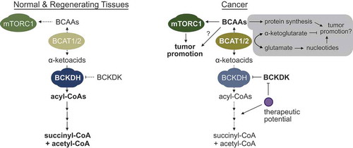 Figure 1. The reprogramming of branched-chain amino acid (BCAA) catabolism supports tumor development and progression. Normal and proliferative regenerating tissues express basal levels of BCAA catabolic enzymes to maintain homeostatic levels of BCAAs in tissues. However, in cancers of the liver and multiple other tissues, the activity of distal BCAA catabolic enzymes is suppressed through the downregulation of expression and/or changes in post-translational modifications, e.g. hyperphosphorylation of the branched-chain ketoacid dehydrogenase (BCKDH) complex by the branched-chain ketoacid dehydrogenase kinase (BCKDK). This leads to the accumulation of BCAAs in pre-tumor and tumor tissues, and facilitates the chronic activation of the mammalian target of rapamycin (mTORC1). Although we did not observe any overt, beneficial effects of high branched chain amino acid transaminase (BCAT) 1 or 2 expression in liver cancers, the gray box highlights recently identified additional/alternative mechanisms by which enhanced BCAT1/2 activity can influence the development and progression of other cancers.