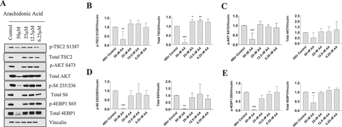 Figure 4. High doses of AA impair the protein kinase B/AKT pathway in proliferating human skeletal myoblasts. Western immunoblotting was performed using lysates from human skeletal myoblasts that were treated for 48 hours with AA. (A) Representative images are shown. Densiometric quantification was used and proteins were normalized to their respective totals for (B) p-TSC2 S138, (C) p-AKT S473, (D) p-S6 235, and (E) p-4EBP1 S65. Data are expressed as mean ± SEM and represent four independent experiments (***p < 0.001; **p < 0.01; *p < 0.05; all compared to control). n = 4 independent experiments.