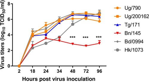 Figure 3. Replication kinetics of A/H9N2 viruses in Cultured Human Airway Epithelial Cells (Calu-3). Growth kinetics of Sub-Saharan Africa viruses were measured and compared with two A/H9N2 human strains after infection of Calu-3 cells with an MOI of 0.001, for indicated time points. Viruses from Uganda are labelled in orange, Benin in red, Togo in blue and the two Asian human strains in grey. Error bars indicate mean + SD of the combined results of 2 individual experiments performed in triplicate. Statistical significance of replication between virus groups at a given time point was determined by performing a 2-way ANOVA. *** p< 0.0001. (A/chicken/Uganda/MUWRP-790/2017: Ug/790; A/chicken/Uganda/MUWRP-200162/2017: Ug/200162; A/chicken/Togo/EC-171/2019: Tg/171; A/chicken/Benin/19-A-01-145-E/2019: Bn/145; A/Bangladesh/0994/2011: Bd/0994; A/Hong Kong/1073/99: Hk/1073).