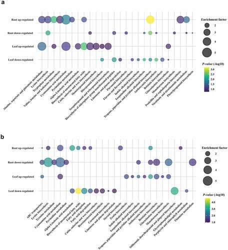 Figure 4. Kyoto Encyclopedia of Genes and Genomes (KEGG) enrichment pathways analysis of altered metabolites under P. indica colonization.