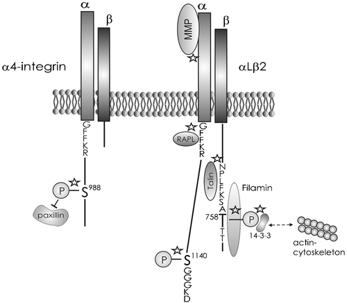 Figure 3. Important sites and molecules involved in integrin activation. Paxillin‐binding to the α4 cytoplasmic tail is regulated by phosphorylation of α4, and this interaction regulates cell migration and adhesion. Phosphorylation of Ser‐1140 in αL is needed for conformational changes resulting in affinity increase, whereas Thr‐758 of β2 phosphorylation is needed for increased avidity. 14‐3‐3 Proteins bind to Thr‐758 phosphorylated integrin. Talin, filamin and RAPL bind also to αLβ2 integrin and are involved in integrin regulation. Metalloproteases (MMP‐2 and ‐9) are associated with the β2 integrin extracellular part. MMPs mediate the proteolysis needed for invasion. Potential targets of the therapeutics are marked by asterisks and discussed in the main text.