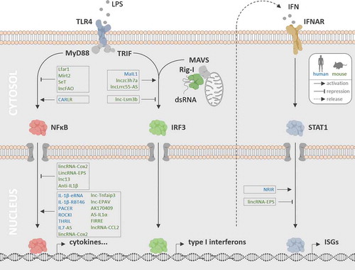 Figure 1. Roles of lncRNAs in PRR-triggered phagocyte immunity. LncRNAs have been implicated in PRR-MyD88-NFκB, PRR-TRIF-IRF3 and PRR-MAVS-IRF3 signalling (TLR4 and Rig-I pathway shown exemplarily), as well as in JAK/STAT-dependent ISG expression programmes triggered upon type I IFN release and auto- or paracrine IFNAR stimulation. Nuclear and cytoplasmic lncRNAs acting as positive and negative regulators of these pathways in murine (green) and human (blue) phagocytes are indicated