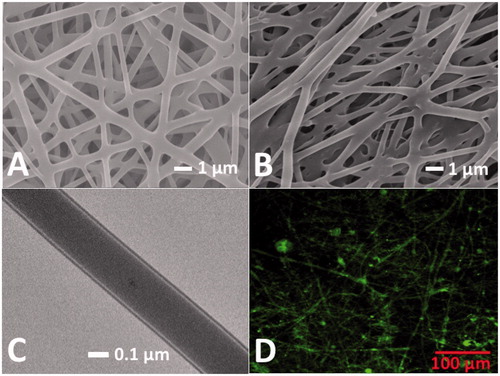 Figure 2. Characteristics of nanofibrous membrane. The typical examples of the SEM photomicrographs demonstrate the successful electrospinning of core-sheath nanofibres (A) and blended nanofibres (B). (C) Transmission electron microscopy photomicrograph reveals the core-sheath structure of coaxial electrospun nanofibres. (D) Laser-scanning confocal microscopic image demonstrated the bioactivity of recombinant enhanced green fluorescent protein in core-sheath nanofibres. (Magnification, 20×).