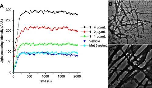 Figure 4 Time-dependent polymerization profiles of FtsZ in the absence and presence of CZ74 at a concentration range from 1 to 4 µg/mL (A). Electron micrographs of FtsZ polymers in the absence (B) and in the presence (C) of 4 µg/mL of CZ74. Scale bar =1000 nm.