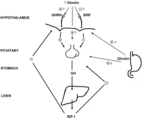 Figure 1 Major components of the GH neuroregulatory system. Question marks on the arrows leading from the stomach indicate uncertainty about the physiological role of gastric ghrelin in the regulation of GH; and on arrows from ghrelin in the hypothalamus indicate uncertainty as to whether ghrelin found in the hypothalamus is synthesized in neurons there, or is synthesized elsewhere and acts at hypothalamic or pituitary levels. IGF-1 is synthesized in many GH target tissues, but more than 85% of circulating IGF-1 is liver-derived. From CitationAnawalt and Merriam 2001.