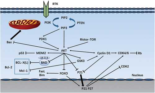 Figure 2. Cellular functions associated with PI3K/AKT signaling pathway. The black arrows show the direction of signaling, T-bars indicate the suppression of following signaling, and Bold black arrows indicate the direction of protein migration.