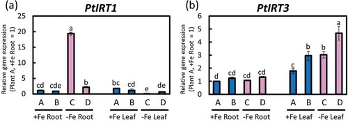 Figure 5. Relative expression levels of PtIRTs determined through real-time RT-PCR. (a) PtIRT1 and (b) PtIRT3 expressions in roots or fifth newest leaves of poplar plants grown in Fe-sufficient and Fe-deficient hydroponic cultures 10 days after treatment (second cultivation). Error bar shows the technical error, SE; n = 3. Data were normalized to the observed expression levels of PtTIF5α and displayed as relative gene expression (plant A, +Fe root = 1). Values followed by different letters differed significantly according to Student’s t-test (P < 0.05). Alphabets (A, B, C, D) shown under graphs indicate plant ID of an individual poplar plant in second hydroponic cultivation.