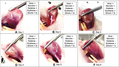 Figure 2 The example of inflammation sign score measurement (test 1, rat no 5).