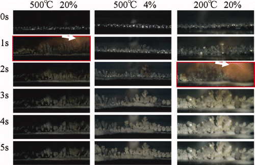 Figure 2. Growing behavior at the tip of oxidation reaction product.