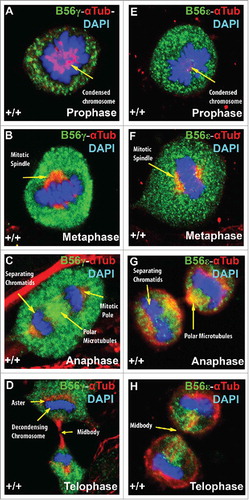 Figure 5. B56γ and B56ϵ localization during mitosis. Immunostaining of MEFs was done using antibodies against B56γ (green, A - D) or B56ϵ (green, E- H) along with α Tubulin (red) and DAPI (blue) in prophase, metaphase, anaphase and telophase respectively. Representative immunofluorescence images from MEFs at E14.5. Representative images from 3 independent experiments were obtained using a 60X objective.