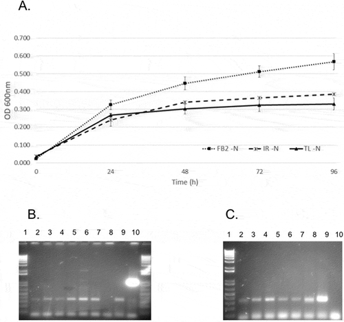 Figure 2. A, Representative data of the growth of U. maydis strains in a medium without fixed nitrogen. Growth kinetics were measured as absorbance at 600 nm (OD600) in minimal media pH 7 without nitrogen [MM7-N]. FB2, Laboratory strain; TL, a representative wild collected strain from Tlaxcala; IR, wild collected strain from Irapuato. n = 3. B. PCR detection of nifH in independent U. maydis isolates. Lanes: 1, 1 kb Plus marker; 2, AC; 3, ER; 4; LCE; 5, SM; 6, OA;7, PU;8, (-); 9, FB2; 10, FB2 Feα; 11, 1 kb Plus. C. PCR detection of nifH in independent U. maydis isolates. Lanes: 1, 1 kb Plus marker; 2, IR; 3, IR; 4, IR; 5, IR; 6, TL; 7, TL; 8, FB2