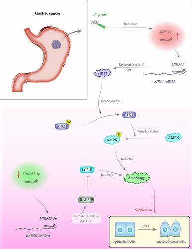 Figure 1. H. pylori increases MIR543 levels in gastric cancer. This miRNA binds with the 3ʹ UTR of SIRT1 to inhibit its expression. Autophagy has a role in the inhibition of epithelial-mesenchymal transition (EMT) in some situations [Citation16]. Conversely, MIR532-3p levels are decreased in gastric cancer. This miRNA inhibits the expression of RAB3IP. Overexpression of RAB3IP is associated with a decrease in autophagy and enhancement of EMT [Citation79].