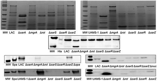 Figure 4. Relative impact of regulatory loci on protein abundance. Top: SDS-PAGE of conditioned medium (CM) from LAC (top), UAMS-1 (bottom) and isogenic regulatory mutants generated in each parent strain. Bottom: Western blots of CM from the same strains using antibodies for alpha toxin (Hla, top), protein A (Spa, left), and Nuc1 (right). Purified alpha toxin (Hla) was included as a control for alpha toxin blots (UAMS-1 does not produce alpha toxin), while protein A and nuc1 mutants (Δspa and Δnuc1, respectively) were included as controls for the protein A and Nuc1 blots