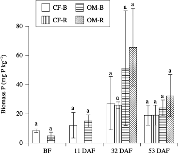 Figure 2  Biomass P in bulk soil (B) and rhizosphere soil (R) in the chemical fertilizer plot (CF) and organic matter plot (OM). Data are mean ± standard error (n = 2). BF, before fertilization; DAF, days after fertilization. Different letters indicate significant differences (P < 0.05).