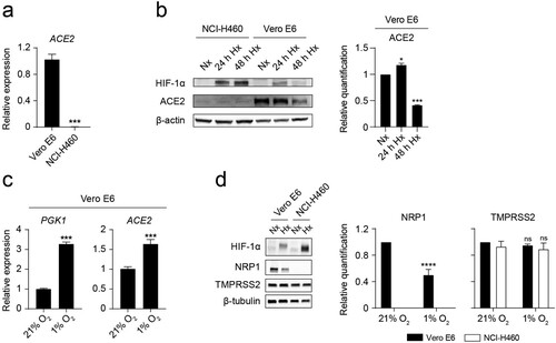 Figure 2. Hypoxia decreases ACE2 and NRP1 protein levels on Vero E6 cells. (a) Relative ACE2 gene expression on Vero E6 and NCI-H460 measured by Q-PCR (n = 3, unpaired t test). (b) (Left) Western blot of HIF-1α, ACE2 and β-actin on NCI-H460 and Vero E6 cells cultured under normoxia (21% O2) or hypoxia (1% O2) for the indicated time points. (Right) Relative quantification of ACE2 protein expression by densitometry (n = 2, one-way ANOVA). (c) Relative gene expression of PGK1 (left) and ACE2 (right) on Vero E6 cells cultured under normoxia or hypoxia for 24 h (n = 3, unpaired t test). (d) (Left) Western blot of HIF-1α, NRP1, TMPRSS2 and β-tubulin on Vero E6 and NCI-H460 cells cultured under normoxia or hypoxia for 48 h. (Right) Relative quantification of NRP1 and TMPRSS2 proteins by densitometry (n = 3, 2-way ANOVA). Error bars represent SEM and asterisks represent p values (*≤.05; ***<.001; ****<.0001).