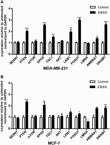 Figure 4. Effect of starvation on the mRNA expression levels of autophagy signaling pathway-related genes in MDA-MB-231 and MCF-7 cells. Both types of cells were treated as described above. (a,b) The mRNA expression levels of the autophagy signaling pathway-related genes SESN1, PTEN, mTOR, EPG5, TSC1, AKT, LKB1, FOXO1, LMNA, AMBRA1 and DRAM1 in the both treated cell lines. *p < .05 and **p < .01 versus the control were considered significant.