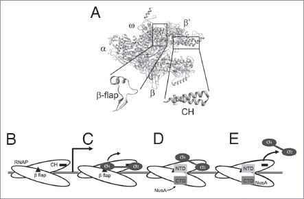 Figure 1 (A) Structural model of RNAP with the relative positions of the α, β, β' and ω subunits marked. The boxed areas indicate the clamp-helix (CH) region and β-flaps which are shown expanded below. σ region 2 binds the CH region, whilst σ region 4 and NusA NTD bind the β-flap. (B–E) Cartoon representation of the transcription machinery at different stages. (B) RNAP scans along the DNA until it encounters a promoter. (C) After a few rounds of abortive initiation, σ factor region 4 dissociates from the β flap, while region 2 remains bound to the CH region. (D) NusA binds to RNAP via its NTD while the rest of σ remains associated. (E) In most cases, σ is released from RNAP, resulting in a stable EC. See main text for detailed discussion.