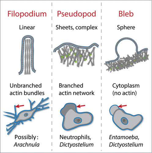 Figure 1. Actin-dependent structures used for eukaryotic cell crawling. Filopodia are linear protrusions formed by elongation of bundled actin filaments. Pseudopods are broad protrusions filled with branched actin networks that push out the membrane. Blebs are cytoplasm-filled spheres formed by delamination of the membrane from the underlying actin cortex. Examples of cells that use each for motility are listed. Many cells also use these protrusions for feeding and probing the environment.