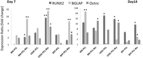 Figure 7. Quantitative expression changes of the Runx2, osteocalcin (BGLAP) and osteonectin in BFP-MSCs, BM-MSCs and USSCs while cultured on polycaprolactone nanofibrous scaffold (PCL) and Bio-Oss®-coated PCL nanofibrous scaffold (PCL-Bio) under osteogenic differentiation medium on days 7 and 14 (asterisks: significant difference between the groups at p < .05).