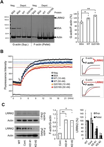 Figure 2. LRRK2 depolymerizes F-actin. (A) In vitro F-actin depolymerization assay. 5 μM of bovine serum albumin (BSA), recombinant human wild-type (WT) or G2019S mutant (G2019S) LRRK2 were added to pre-formed F-actin under low salt conditions (Depol.). Coomassie Blue staining (left) and G-actin to F-actin ratio (right). Neg., G-actin-rich condition. (B) Realtime in vitro actin polymerization assay. BSA, WT, or G2019S LRRK2 was added at 3 min after fluorescence measurement of pyrene-labeled actin (10 μM) (White arrow). Proteins in A and B, 50 nM. (C) LRRK2 and actin levels in the G-actin rich (Supernatant, Sup.) or F-actin rich (Pellet) fractions of BV2 microglial cytoplasm. Cont., control; KD, LRRK2-knockdown. Western blot (left) and the quantified densitometry data of the G-actin to F-actin ratio (middle) and the levels of LRRK2 in each group (right). Values are mean with each data point shown as a dot or ± SD. (*, p < 0.05; **, p < 0.01). N = 3–4.