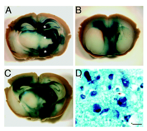 Figure 1. Distribution of β gal activity in the CNS of AAV9-LacZ injected mice. The brain of a mouse one month after the inoculation of AAV9-LacZ shows the presence of intense blue staining in the caudal diencephalon (A, C) and septum (B) indicating that the vector spread into these brain areas. (*) Sites of AAV9-LacZ inoculation. The blue reaction product corresponds to sites of β gal activity visualized by X-gal stain. Microscopy of the thalamus (D) showing both enzymatic activity (X-gal, blue) and the immunohistochemical stain for β gal reporter gene (dark blue). The enzyme is localized inside neurons and is mainly perinuclear. (a-c) Images taken by Zeiss Stereomicroscope. Scale bar in d = 1μm.