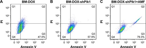 Figure 8 Apoptosis of U2-OS cells analyzed by flow cytometry after different treatments.Notes: The apoptotic rate was 47.0% in the BM-DOX group (A), 57.9% in the BM-DOX-shPlk1 group (B), and 79.3% in the BM-DOX-shPlk1+AMF group (C).Abbreviations: AMF, alternating magnetic field; BM, bacterial magnetosome; DOX, doxorubicin; PI, propidium iodide; Plk1, polo-like kinase 1; shPlk1, recombinant eukaryotic plasmid pHSP70-Plk1-shRNA.