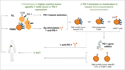 Figure 2. PD-1 based selection and inactivation for optimal T-cell based therapies. 1/ High avidity tumor specific T cells can be expanded from the CD8+ PD-1+ TIL fraction or after antigen stimulation of PBMC upon PD-1 blockade that favors the amplification of highly reactive CD8+ T cells. 2/ PD-1+ recovered high avidity T cells, CAR-T cells or TCR-transduced T cells can be further inactivated for PD-1 expression (and other inhibitory receptors) by genome editing, to bypass immunosuppression mechanisms. 3/ High avidity tumor specific T cells inactivated for PD-1 expression can be infused to cancer patients, alone or in combination with other therapies such as radioimmunotherapy.