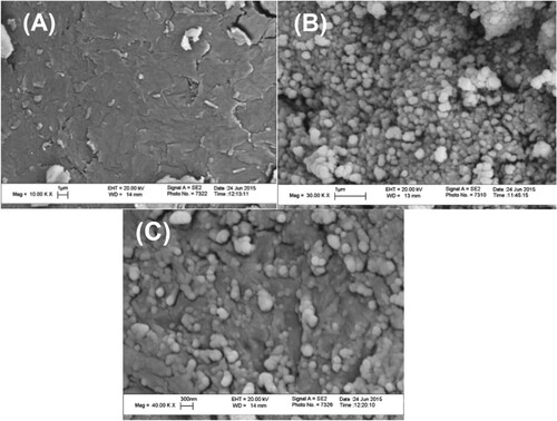 Figure 4. FESEM images of chitosan (A), MgO nanoparticles (B), and the chitosan-MgO nanocomposite (C).
