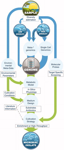 Figure 3. Proposed workflow for integrating multi-omics data into microbial cultivation. Arrows indicate the flow of information, blue for multi-omics strategies and green for microbial cultivation (in correspondence to Figure 1). *The sampling strategy prior to metagenomic or single-cell genomics differs for low- and high-diversity environments, the latter requiring a larger number of samples for enhanced genome recovery.