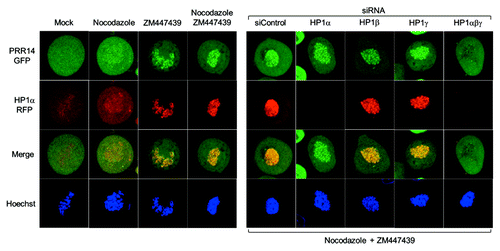 Figure 4. Further evidence for HP1-dependent localization of PRR14 on chromatin. For these experiments, HeLa cells stably expressing both GFP-PRR14 and RFP-HP1α were used. Left: Cells were treated with the indicated drugs for 3h, and images were acquired using confocal microscopy. Mock indicates untreated cells progressing to metaphase. Aurora B kinase inhibitor ZM447439 treatment resulted in prometaphase arrest and co-retention of PRR14 and HP1 on chromatin. Right: Cells were transfected with indicated siRNAs 72h prior to drug treatment. Cells were then treated with both nocodazole and ZM447439 for 3 h, and confocal images were acquired. As shown, only knockdown of all three HP1 isoforms resulted in PRR14 release from chromatin.