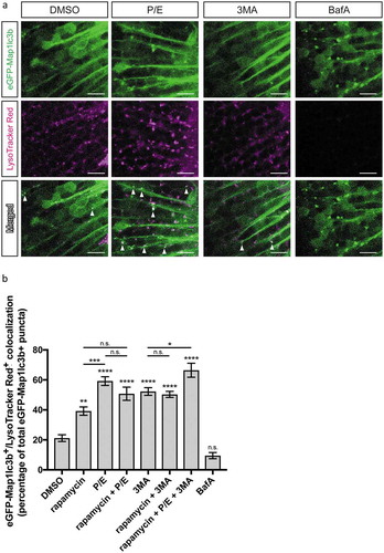 Figure 3. Colocalization of autophagosomes and lysosomes. (a) Representative confocal z-sections of the optic tectum regions of 3-dpf larvae that underwent the indicated treatment for 24 h followed by 1 h of LysoTracker Red staining. Arrowheads indicate examples of puncta that are double positive for both eGFP-Map1lc3b and LysoTracker Red, i.e. autolysosomes. Scale bars: 10 μm. (b) Percentage of eGFP-Map1lc3-positive puncta that colocalize with LysoTracker Red-positive puncta; mean ± s.e.m. shown; n ≥ 40 for each group. ****p < 0.0001, ***p < 0.001, **p < 0.01, *p < 0.05, p > 0.05 (n.s.), one-way ANOVA with Tukey’s multiple comparison analysis (GraphPad Prism) .