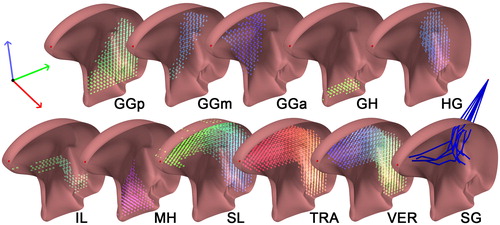 Figure 2. Muscle bundles and directions. Every color-coded cylinder, located at the centroid of an element, represents the direction of contraction of that element. From left to right: genioglossus, -posterior (GGp), -middle (GGm), -anterior (GGa), geniohyoid muscle (GH), hyoglossus (HG), inferior longitudinal muscle (IL), mylohyoid muscle (MH), superior longitudinal muscle (SL), transverse muscle (TRA), vertical muscle (VER). The styloglossus (SG) is modeled as a fiber.