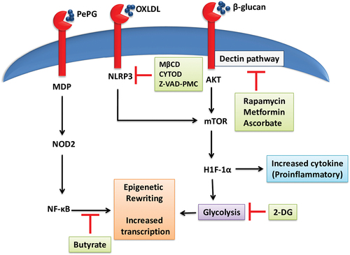 Figure 4. A schematic representation of trained immunity-signaling pathways and their therapeutic targets. PAMPs targeting a variety of PRRs results in the activation of various signaling pathways that facilitate trained immunity.