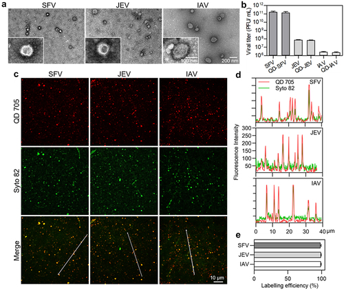 Figure 1. Mildly and efficiently labelling viruses with QDs. (a) TEM images of SFV, JEV and IAV particles. (b) Infectious titers of viruses and QD-labeled viruses. (c) Fluorescence images of viruses labeled by QD 705 and stained with Syto 82 nucleic acid dye. (d) Line profiles showing distributions of the QD and Syto signals on the lines in C. (e) The efficiencies of QDs labelling the Syto-stained viruses.