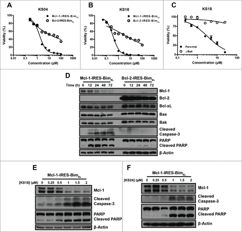 Figure 2. Pyoluteorin derivatives induce Mcl-1-dependent cell death through Bax and Bak in hematological cancer cell lines. Viabilities of K562/Mcl-1-IRES-Bim and K562/Bcl-2-IRES-Bim cells were measured after treatment with the indicated concentrations of KS04 (A) and KS18 (B) for 48 hours. Error bars = SD of 3 replicates. (C) Parental and ΔBak Jurkat cells were treated with the indicated concentrations of KS18 for 48 hours. (D) K562/Mcl-1-IRES-Bim and K562/Bcl-2-IRES-Bim cells were treated with 2 μM KS04 over the indicated times be analyzed through immunoblotting. K562/Mcl-1-IRES-Bim cells were treated with the indicated concentrations of KS18 (E) and KS24 (F) for 18 and 24 hours respectively and analyzed by immunoblotting.