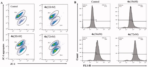 Figure 7. (A) Effects of 4c on the MMP of MGC-803 cells; (B) The generation of ROS was measured using DCFH-DA.