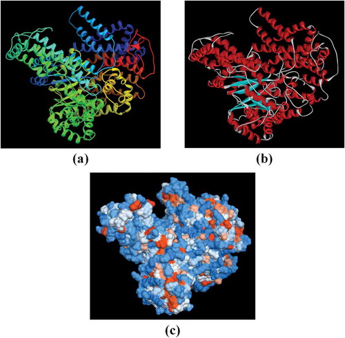 Figure 4. Tertiary structure prediction of PEPC protein in Zea mays (accession number: NP_001105418.1; PDB accession code: 1jqo), established by Phyre2 server. (a) Ribbons model, (b) secondary structure model (the α-helix in red, the beta sheet in purple, and the random coil in gray), and (c) hydrophobicity surface model (from dodger blue for the most hydrophilic, to white, to orange red for the most hydrophobic). Images were given by Chimera 1.10.1.