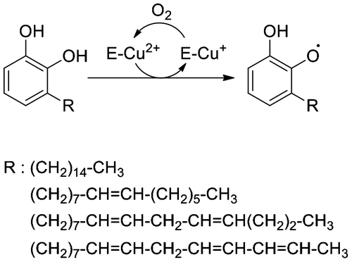 Fig. 1. Oxidation of urushiol by laccase. Structures of R are based on Ref. (Citation8).