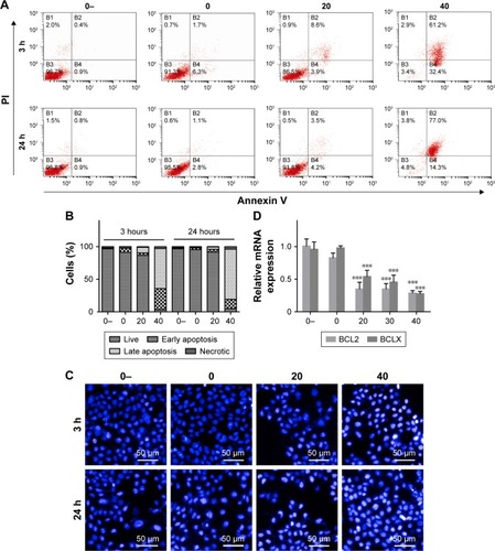 Figure 4 Au–Ag@PDA NPs induced apoptosis at 3 and 24 hours after photothermal treatment with a power density of 1 W/cm2 for 4 minutes in T24 cells.Notes: (A) Effects of Au–Ag@PDA NPs on cell apoptosis detected by FCM. (B) Summary of the apoptosis assay results displayed as percentages of cells in different cell death stages: necrosis, late apoptosis, early apoptosis, and live cells. (C) Morphological changes evaluated using Hoechst 33342 staining. (D) Expression levels of cell apoptosis-regulated genes detected by real-time PCR and normalized to β-actin. (E) Expression levels of cell apoptosis-regulated proteins determined by Western blot. GAPDH was used as the loading control. (F) Quantification of protein levels compared with the 0- control group (mean±SD; n=3). *P<0.05, **P<0.01, ***P<0.001 vs 0 group. (0-: 0 µg+no laser, 0: 0 µg+laser, 20: 20 µg+laser, 30: 30 µg+laser, 40: 40 µg+laser).Abbreviations: FCM, flow cytometry; NPs, nanoparticles; PDA, polydopamine.