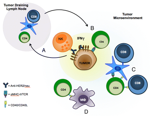 Figure 1. CD4+ T cells and CD40/C40L interactions in the tumor microenvironment are necessary for the therapeutic efficacy of anti-HER2/Neu antibodies. (A) In addition to antibody-dependent cell-mediated cytotoxicity (ADCC), the binding of anti-HER2/Neu antibodies to HER2 promotes adaptive immune responses, resulting in increased tumor infiltration by CD4+ and CD8+ T cells. (B) CD4+ T cells are capable of mediating direct antitumor responses by engaging MHC class II molecules on the surface of cancer cells that has been induced by interferon γ (IFNγ). In line with this notion, the intratumoral depletion of CD4+ T cells inhibits the therapeutic efficacy of anti-HER2/Neu antibodies. (C and D) The intratumoral blockade of CD40/CD40L interactions also reduces the therapeutic potential of anti-HER2/Neu antibodies. CD40/CD40L interactions may promote antigen presentation by dendritic cells (DCs), activate CD8+ T cells (C) and/or promote macrophage activation (D).