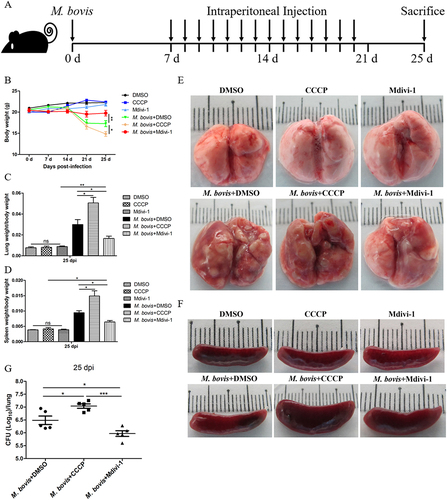 Figure 6. The effect of mitophagy on the severity of M. bovis pathogenesis in mice. (A) C57BL/6 mice were infected with M. bovis at 200 CFU via the intranasal route, after 7 days of infection, mice were treated with DMSO (n = 5) (10%) or Mdivi-1(n = 5) (25 mg/kg body weight) or CCCP (n = 5) (5 mg/kg body weight) via intraperitoneal (i.p.) injection for 14 days. On days 25 after infection, animals were sacrificed and different organs were collected. (B) The change of body weight of uninfected and M. bovis-infected mice. (C and D) The ratio of lung and spleen weight to the total body weight were calculated at day 25 post-infection. (E and F) The representative images of lung and spleen showed the gross pathological changes of uninfected and M. bovis-infected mice. (G) Lung bacterial burdens were determined at day 25 post infection by plating lung homogenates on 7H10 agar plates. Statistical significance was determined by using Unpaired t-test (two-tailed). *p < 0.05, **p < 0.01, ***p < 0.001, ns, not significant.