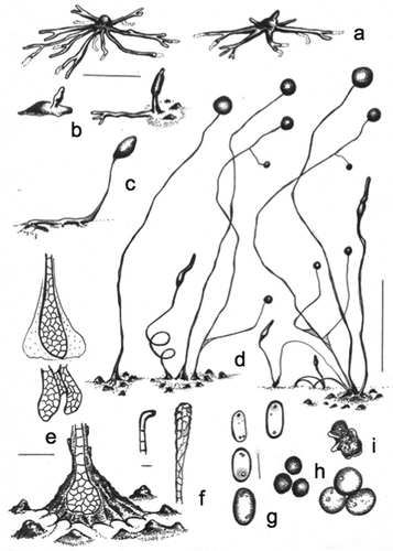 Figure 4. Morphology of Cavenderia basinodulosa, sp. nov. (strain MAD 5-1a). a. Ample radiate aggregations, one with the early sorogen emerging (right), and many streams leaving behind traces. b. Early sorogens rising up from the side: a large stream follows the development of an early sorogen already surrounded by clumps that characterize the species (right). c. Late prostrate lower-sorophore sorogen, with cell supporters. d. Three habits: solitary unbranched sorocarp (left), loosely clustered sorocarps, one is branched along with a helicoidal rising late sorogen; a tight clustered group of sorocarps and sorogens of different habits (right). The three habits surrounded by clumps or defined masses of steady pseudoplasmodia close to the bases. e. Bases. Below: a round base with its rugged sheath surrounded by the clumps. Center and above: two sketches show cellular union of two clavate bases (center) and the dense globular slime that covers a base (above). f. A curved, 1-celled tip (left) and a flexuous compound tip (right). g. Elliptical-oblong spores with consolidated polar-subpolar, and some unconsolidated, granules. h. Microcysts. i. A myxamoebae with a large vacuole (above) and a group of roundish myxamoebae. Bars: a, b, c = 300 µm; d = 0.5 mm; e = 25 µm; f = 10 µm; g, h, i = 6 μm