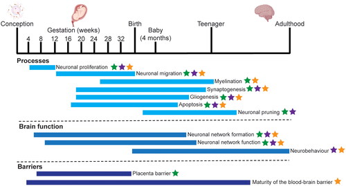 Figure 1. The cellular processes involved in brain development. The key biological processes in human brain development are shown, with their approximate time span. The majority of processes occur in utero, with some of the more complex processes, such as myelination, synaptogenesis and neuronal specification, occurring at later stages of gestation and during early childhood. Specifically, the blood brain barrier continues to form until the early teenage years. The processes which can be modelled in cell culture (green stars), Caenorhabditis elegans (purple stars) and zebrafish, Danio rerio (orange stars) are indicated where these processes are present and can be measured. This information is based on literature (Keeney et al. Citation2015; Hessel et al. Citation2018; Sun and Hobert Citation2023) and generated with BioRender.com.