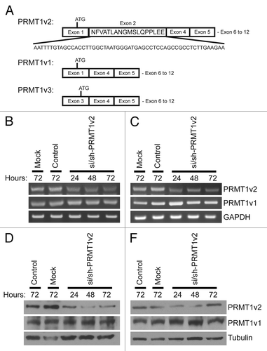 Figure 1. Specific depletion of PRMT1v2. Schematic of PRMT1v2, PRMT1v1 and PRMT1v3 coding exon structure (A). Alternative splicing causes inclusion of exon 2 in the PRMT1v2 coding sequence. Total RNA was collected from MCF7 and T47D cells transfected with si/sh-PRMT1v2 at 24, 48 and 72 h post-transfection and mock and control siRNA (control) transfected cells at 72 h. PCR analysis of cDNA generated from total RNA using PRMT1 primers shows depletion of PRMT1v2 mRNA with no effect on PRMT1v1 in MCF7 (B) and T47D (C) cells. GAPDH serves as a loading control. Total protein lysates were collected from MCF7 and T47D cells transfected with si/sh-PRMT1v2 at 24, 48 and 72 h post-transfection and from mock and control transfected cells at 72 h. Western blot analysis using a PRMT1v2-specific antibody shows effective depletion of protein expression in MCF7 (D) and T47D (E) cells. No effect on PRMT1v1 protein expression was observed. Tubulin serves as a loading control.