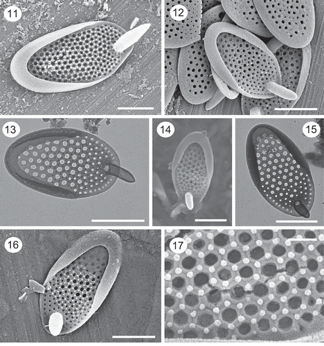 Figs 11–17. SEM and TEM images of Synura papillosa. Images of isolated scales observed with SEM (Figs 11, 14, 16) and TEM (Figs 13, 15) depict the shallow posterior rim, large base plate pores, the stout anterior spines and the arrangement of surface papillae. Figs 14, 16, 17. Note the hexagonal-shaped thickenings, and corresponding surface papillae, surrounding the base plate pores. Figs 13–15 are from the holotype specimen. Scale: 200 nm (Fig. 17), 1 µm (Figs 11–16).