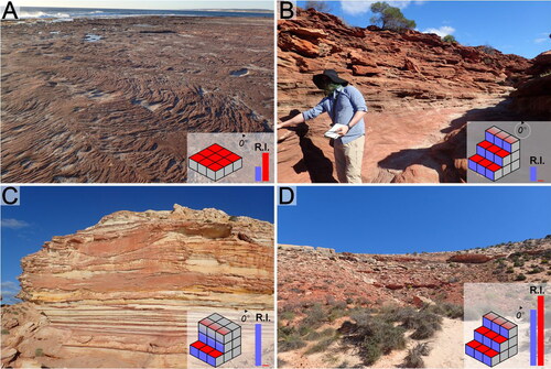 Figure 6. A case study from the Tumblagooda Sandstone of Western Australia illustrating how different outcrop morphology of the same facies associations (i.e. FA3 in A and B, and FA4 in C and D) can affect ichnodiversity measurements. Block diagrams illustrate outcrop morphology. Bars illustrate relative ichnodiversity (R.I.) of the section, with horizontal traces in red and vertical traces in blue. For reference, ichnodiversity of vertical traces in A is 1, and of horizontal traces is 2. (A) Coastal exposures of FA3 are extensive plateaus and the bases of cliffs (shown in bottom part of 6 C). The significant bedding plane area allows traces with a patchy distribution to be observed where they may not be exposed with other outcrop morphologies. (B) Inland exposures of FA3 are stepped outcrops with smaller bedding surfaces, and no horizontal traces are observed. (C) Coastal exposures of FA4 are cliff-type outcrops, and hence biased towards observations of vertical trace fossils. (D) Inland exposures of FA4 are stepped outcrops, hence any horizontal traces that are present are observable, conversely to coastal exposures.