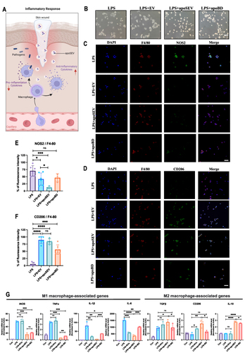 Figure 2 apoSEV inhibited the inflammatory response by increasing the ratio of M2 polarization macrophages to M1 polarization in vitro. (A) Schematic illustration of apoSEV promoted M2 macrophage polarization and reduced inflammation in the phase of inflammatory response. (B) The morphology of Raw264.7 cells treated with LPS, LPS+EV, LPS+apoSEV, and LPS+apoBD. Scale bar = 100 μm. (C and D) immunofluorescence staining of M1 macrophage marker NOS2 (C) and M2 macrophage marker CD206 (D). Scale bar = 50 μm. (E and F) Quantification of the ratio of NOS2 to F4/80 (E) and the ratio of CD206 to F4/80 (F). (G) The M1 and M2 macrophage relative gene expressions of iNOS, IL-1β, TNF-α, IL-6, TGFβ, CD206 and IL-10 were detected by qRT-PCR. The data in the figures represent the mean ± SD. Significant differences between groups are indicated as *P< 0.05; **P < 0.01; ***P < 0.001; ****P < 0.0001; NS, not significant.