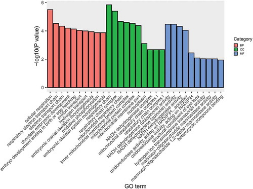 Figure 5. GO enrichment analysis for potential cis-regulated target genes of lncRNAs. Histogram shows the top ten significantly enriched terms in BP, CC, and MF (p < 0.05)