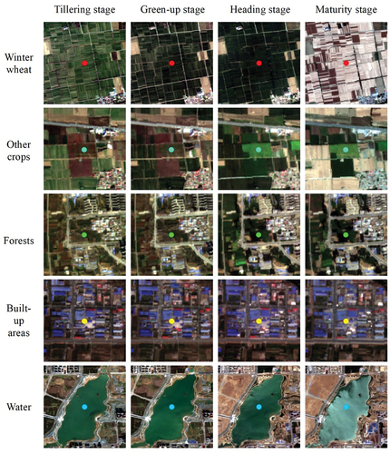 Figure 2. Examples of the collected samples with true color composites of Sentinel-2 images for (a) winter wheat, (b) other crops, (c) forests, (d) built-up areas and (e) water at different growth stages of winter wheat.